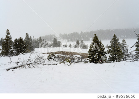 Yellowstone Winter Snow Yellowstone Winter Snow 99556650