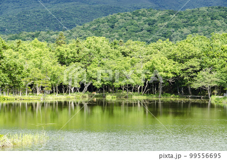 爽やかな知床五湖の木道より 爽やかな知床五湖の木道より 99556695