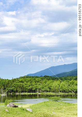 爽やかな知床五湖の木道より 爽やかな知床五湖の木道より 99556703