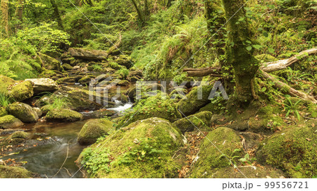 Fragas do Eume Natural Park, Pontedeume, Spain 99556721