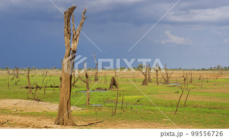Waterland Landscape, Udawalawe National Park, Sri Lanka Waterland Landscape, Udawalawe National Park, Sri Lanka 99556726