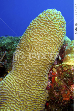Brain Coral, Isla de la Juventud, Cuba Brain Coral, Isla de la Juventud, Cuba 99556987