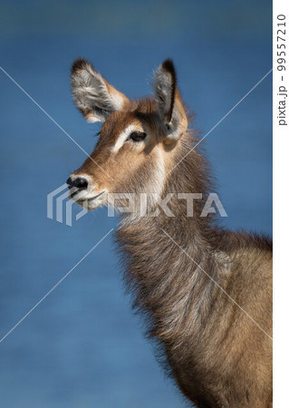 Close-up of female common waterbuck by river Close-up of female common waterbuck by river 99557210