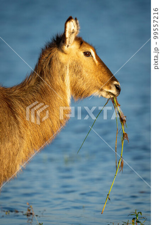 Close-up of female common waterbuck eating grass Close-up of female common waterbuck eating grass 99557216