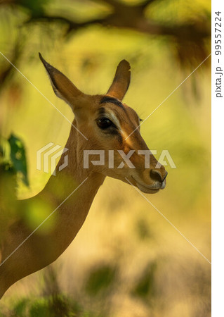 Close-up of female impala in leafy shadows Close-up of female impala in leafy shadows 99557224