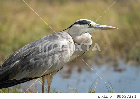Close-up of grey heron standing on riverbank Close-up of grey heron standing on riverbank 99557231