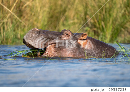 Close-up of hippo chewing grass in river Close-up of hippo chewing grass in river 99557233
