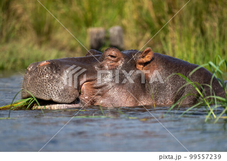 Close-up of hippo in river eating grass 99557239