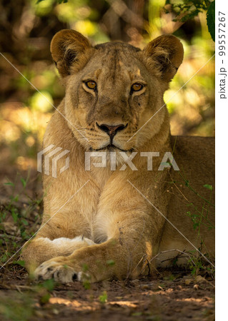 Close-up of lioness lying under leafy tree 99557267