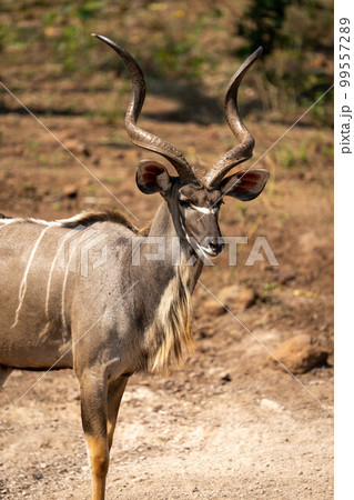 Close-up of male greater kudu standing staring Close-up of male greater kudu standing staring 99557289