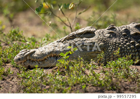 Close-up of Nile crocodile asleep among bushes 99557295