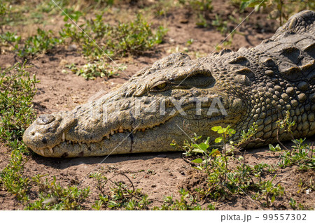 Close-up of Nile crocodile lying watching camera Close-up of Nile crocodile lying watching camera 99557302