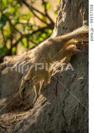 Close-up of Smith bush squirrel on mound Close-up of Smith bush squirrel on mound 99557308