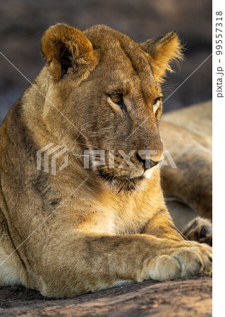 Close-up of young lion lying by another Close-up of young lion lying by another 99557318