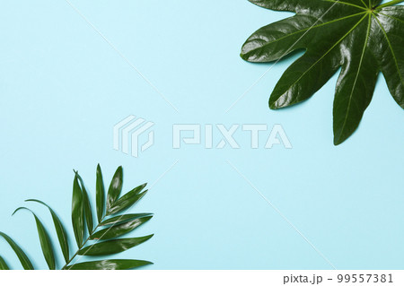 Concept of summertime, leaves, summer and nature concept 99557381