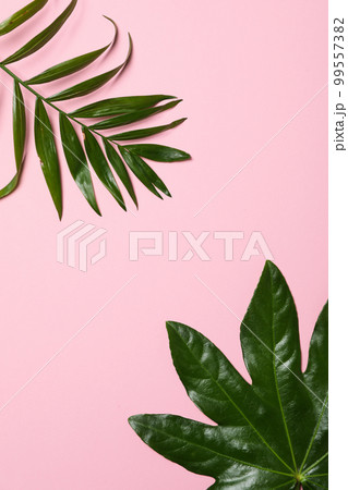 Concept of summertime, leaves, summer and nature concept Concept of summertime, leaves, summer and nature concept 99557382