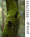 A tree trunk covered with green moss 99557939