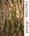 Texture of bark wood use as natural background 99557961