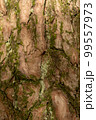 Texture of bark wood use as natural background 99557973