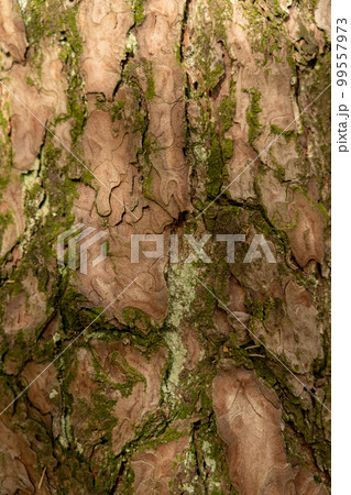 Texture of bark wood use as natural background 99557973