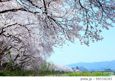 桜（福井・足羽川堤防） cherry blossoms (sakura) 99558285