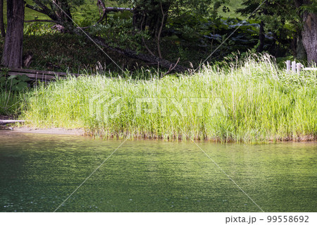 オンネトー湖畔に群生する水辺の植物 オンネトー湖畔に群生する水辺の植物 99558692