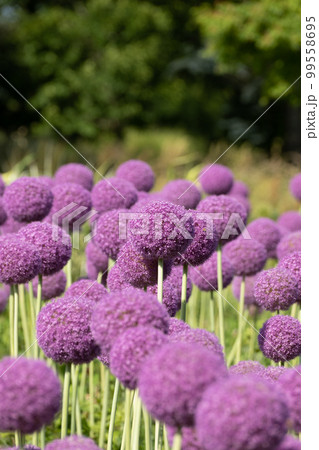 春の花 アリウム 99558695