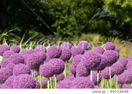 春の花 アリウム 99558696