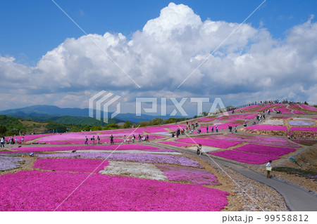 茶臼山の芝桜(愛知県北設楽郡豊根村) 茶臼山の芝桜(愛知県北設楽郡豊根村) 99558812