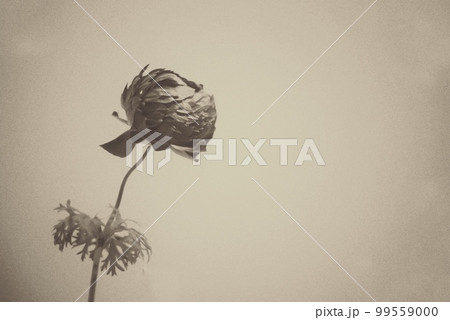 モノクロフラワー 99559000