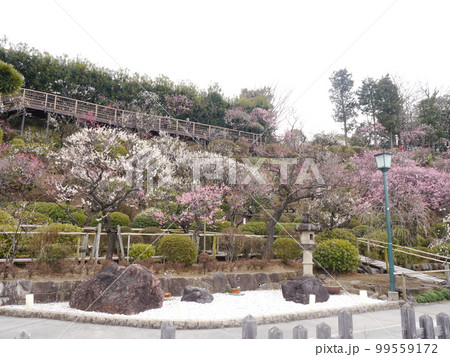 池上梅園（梅の名所） 99559172