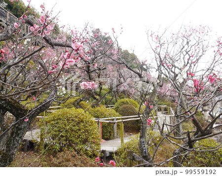 池上梅園（梅の名所） 99559192