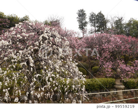 池上梅園（梅の名所） 99559219