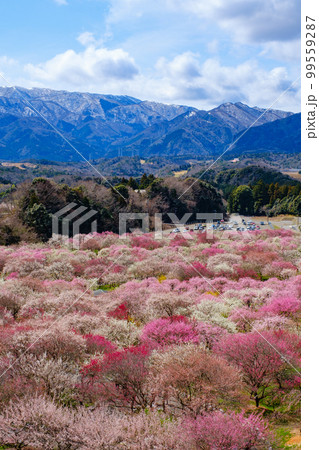 いなべ市農業公園 梅林公園（三重県いなべ市） 99559287