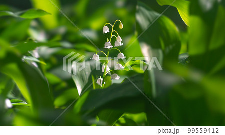 Blooming Lilies of the Valley in early spring close-up on a blurry background Blooming Lilies of the Valley in early spring close-up on a blurry background 99559412