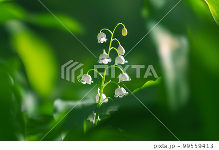 Blooming Lilies of the Valley in early spring close-up on a blurry background Blooming Lilies of the Valley in early spring close-up on a blurry background 99559413