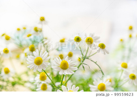 初夏のかわいいカモミールの花 初夏のかわいいカモミールの花 99559623