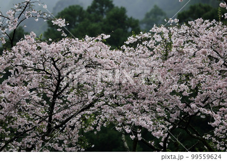 さくら 99559624