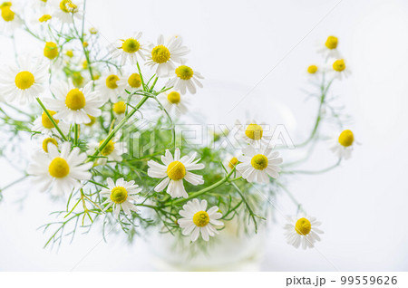 白い背景のカモミールの花 白い背景のカモミールの花 99559626