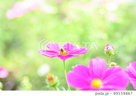 秋の花，秋桜 99559867