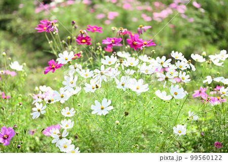 秋の花，秋桜 99560122