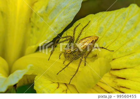 黄菖蒲の花びらで身構えるササグモ 99560455