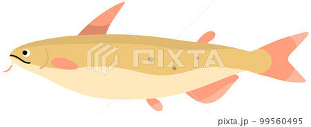 アメリカナマズ 99560495