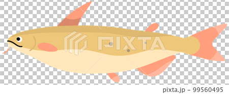 アメリカナマズ 99560495