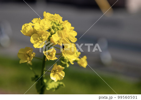 黄色い菜の花 黄色い菜の花 99560501