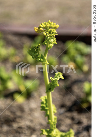 黄色い菜の花 99560508