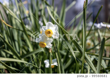 ニホンスイセン(日本水仙)の花 99560681