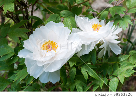 Close-up of white peonies in a spring garden - selective focus Close-up of white peonies in a spring garden - selective focus 99563226