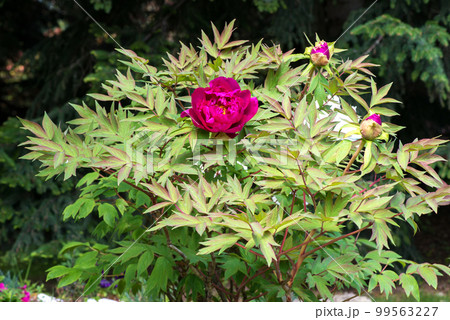 Close-up of red peonies in a spring garden - selective focus Close-up of red peonies in a spring garden - selective focus 99563227