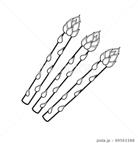 Asparagus coloring page for adults and kids. Black and white print with asparagus 99563388